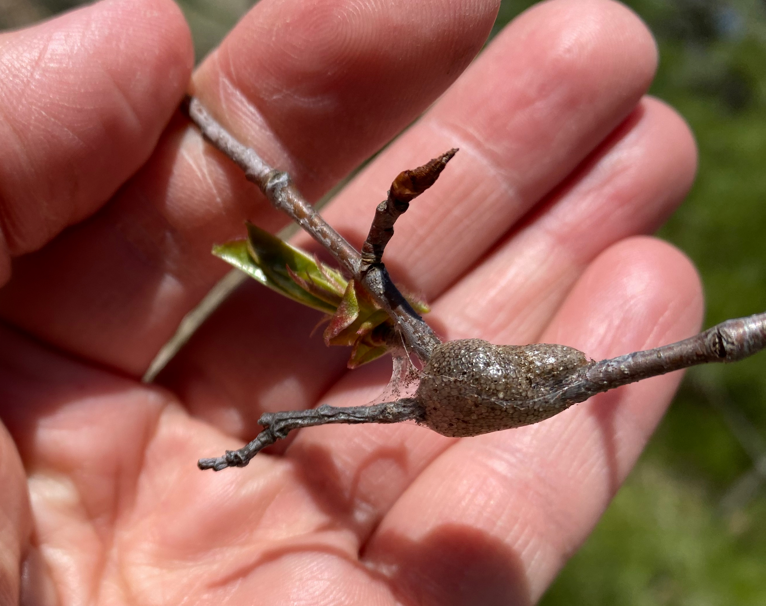 Small tree branch held in a person&rsquo;s hand showing a band-like egg mass wrapped around the twig near a swelling leaf bud.